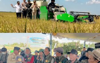 Kapuas Teguhkan Posisi Lumbung Padi Nasional: Panen Raya 25.817 Hektare, Harga Gabah Lampaui HPP Kapuas Teguhkan Posisi Lumbung Padi Nasional: Panen Raya 25.817 Hektare, Harga Gabah Lampaui HPP