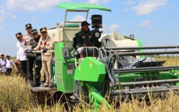 Wujud Sinergi Perkuat Swasembada Pangan, Kapolda Kalteng Panen Raya Padi Bersama Gubernur di Kapuas Wujud Sinergi Perkuat Swasembada Pangan, Kapolda Kalteng Panen Raya Padi Bersama Gubernur di Kapuas