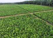 Holding Perkebunan Nusantara melalui PTPN IV PalmCo Akselerasi Peremajaan Sawit Petani di Riau Perkuat Implementasi Program B50