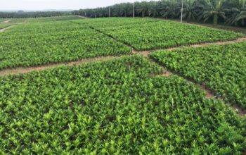 Holding Perkebunan Nusantara melalui PTPN IV PalmCo Akselerasi Peremajaan Sawit Petani di Riau Perkuat Implementasi Program B50