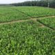 Holding Perkebunan Nusantara melalui PTPN IV PalmCo Akselerasi Peremajaan Sawit Petani di Riau Perkuat Implementasi Program B50