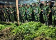 5.000 Batang Ganja Terungkap, TNI Habema Gagalkan Peredaran Narkotika 5.000 Batang Ganja Terungkap, TNI Habema Gagalkan Peredaran Narkotika