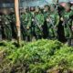 5.000 Batang Ganja Terungkap, TNI Habema Gagalkan Peredaran Narkotika