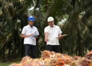 Holding Perkebunan Nusantara Perkuat Daya Saing SDM, PalmCo Targetkan 5.120 Sertifikasi Kompetensi Holding Perkebunan Nusantara Perkuat Daya Saing SDM, PalmCo Targetkan 5.120 Sertifikasi Kompetensi