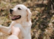 Dog Training Tips di Rumah Agar Anjing Pintar