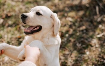 Dog Training Tips di Rumah Agar Anjing Pintar