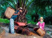 Peringati Hari Krida Pertanian, Holding Perkebunan Nusantara melalui PTPN IV PalmCo Serap 1,34 Juta Ton TBS Petani Peringati Hari Krida Pertanian, Holding Perkebunan Nusantara melalui PTPN IV PalmCo Serap 1,34 Juta Ton TBS Petani