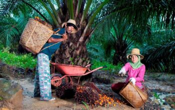 Peringati Hari Krida Pertanian, Holding Perkebunan Nusantara melalui PTPN IV PalmCo Serap 1,34 Juta Ton TBS Petani Peringati Hari Krida Pertanian, Holding Perkebunan Nusantara melalui PTPN IV PalmCo Serap 1,34 Juta Ton TBS Petani