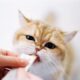 Vitamin Kucing untuk Menjaga Kesehatan Kulit dan Bulu