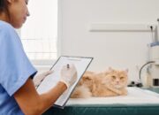 Cara Memilih Obat Diare Kucing yang Aman dan Efektif Cara Memilih Obat Diare Kucing yang Aman dan Efektif