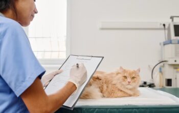 Cara Memilih Obat Diare Kucing yang Aman dan Efektif Cara Memilih Obat Diare Kucing yang Aman dan Efektif