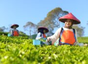 Holding Perkebunan Nusantara Perluas Jejak Teh Indonesia, Produk PTPN I Masuk Gerai Legendaris Twinings London Holding Perkebunan Nusantara Perluas Jejak Teh Indonesia, Produk PTPN I Masuk Gerai Legendaris Twinings London