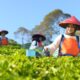 Holding Perkebunan Nusantara Perluas Jejak Teh Indonesia, Produk PTPN I Masuk Gerai Legendaris Twinings London