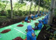 Holding Perkebunan Nusantara Perkuat Diversifikasi Agribisnis, Produksi Kopi PTPN IV PalmCo Melonjak 225 Persen