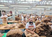 Holding Perkebunan Nusantara Perkuat Daya Saing Global, Tembakau Premium PTPN I Jadi Andalan Industri Cerutu Dunia Holding Perkebunan Nusantara Perkuat Daya Saing Global, Tembakau Premium PTPN I Jadi Andalan Industri Cerutu Dunia