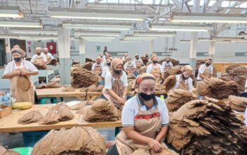 Holding Perkebunan Nusantara Perkuat Daya Saing Global, Tembakau Premium PTPN I Jadi Andalan Industri Cerutu Dunia Holding Perkebunan Nusantara Perkuat Daya Saing Global, Tembakau Premium PTPN I Jadi Andalan Industri Cerutu Dunia