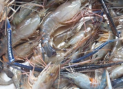 Viral Dimedsos Fenomena Naiknya Udang ke Daratan di Salah Satu Sungai di Kalimantan Selatan Dapat Perhatian dari Akademisi IPB Viral Dimedsos Fenomena Naiknya Udang ke Daratan di Salah Satu Sungai di Kalimantan Selatan Dapat Perhatian dari Akademisi IPB