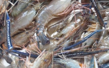 Viral Dimedsos Fenomena Naiknya Udang ke Daratan di Salah Satu Sungai di Kalimantan Selatan Dapat Perhatian dari Akademisi IPB Viral Dimedsos Fenomena Naiknya Udang ke Daratan di Salah Satu Sungai di Kalimantan Selatan Dapat Perhatian dari Akademisi IPB
