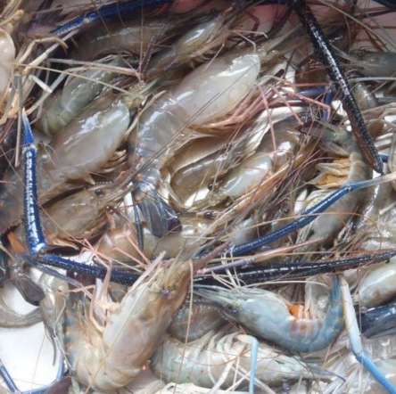 Viral Dimedsos Fenomena Naiknya Udang ke Daratan di Salah Satu Sungai di Kalimantan Selatan Dapat Perhatian dari Akademisi IPB