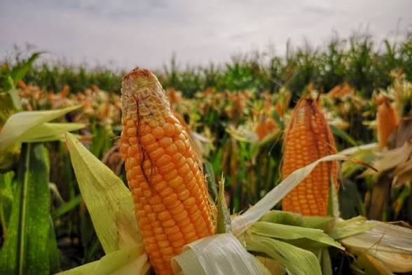 Kebijakan Rafaksi Harga Jagung di Kalsel Curi Perhatian Pemerintah Pusat