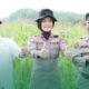 Bupati Bahrul Ilmi Tinjau Lahan Jagung, Batola Mantapkan Program Ketahanan Pangan