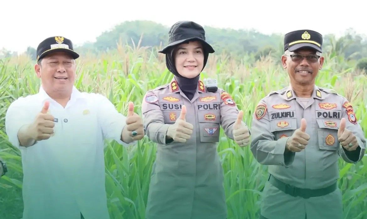 Bupati Bahrul Ilmi Tinjau Lahan Jagung, Batola Mantapkan Program Ketahanan Pangan