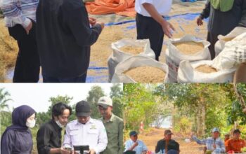 Pemkab Kapuas Bersama Kementan RI Lakukan Monev Kawasan Pertanian dan Tinjau Lokasi Mobile Rice Unit