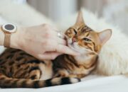 Kandungan Obat Jamur Kucing yang Penting Diperhatikan