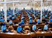 Holding Perkebunan Nusantara Dukung Penciptaan Lapangan Kerja, PTPN I Serap 15–20 Ribu Pekerja di Pabrik Tembakau