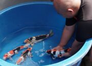 Breeder Doitsu Showa Terbesar ke-2 di Dunia