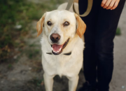 Warna Urine Anjing, Panduan Mengenali Kondisi Kesehatannya