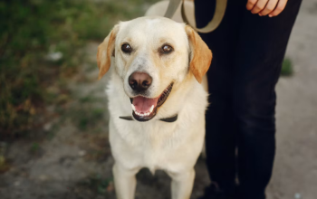 Warna Urine Anjing, Panduan Mengenali Kondisi Kesehatannya