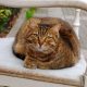 Cara Merawat Kucing Kampung agar Sehat, Aktif dan Gemuk