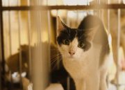 Panduan Membersihkan Kandang Kucing Dengan Benar Panduan Membersihkan Kandang Kucing Dengan Benar