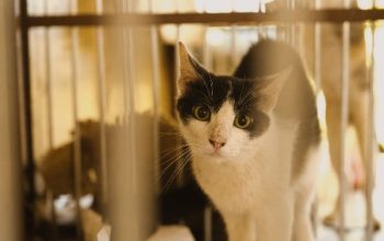Panduan Membersihkan Kandang Kucing Dengan Benar Panduan Membersihkan Kandang Kucing Dengan Benar