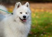 Anjing Samoyed, Ciri Karakter dan Cara Merawatnya Anjing Samoyed, Ciri Karakter dan Cara Merawatnya