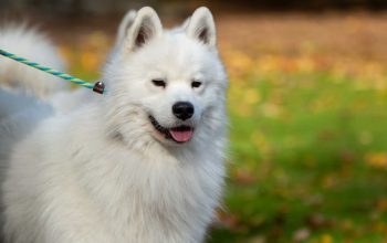 Anjing Samoyed, Ciri Karakter dan Cara Merawatnya Anjing Samoyed, Ciri Karakter dan Cara Merawatnya