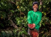 Kebun Kopi Ijen, Warisan yang Terus Menghidupi Kebun Kopi Ijen, Warisan yang Terus Menghidupi