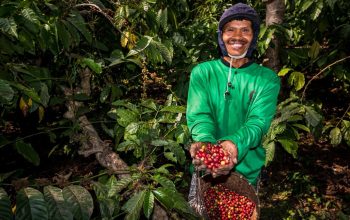 Kebun Kopi Ijen, Warisan yang Terus Menghidupi Kebun Kopi Ijen, Warisan yang Terus Menghidupi
