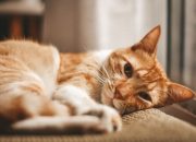 Ringworm pada Kucing, Penyebab Gejala dan Cara Mengatasinya Ringworm pada Kucing, Penyebab Gejala dan Cara Mengatasinya