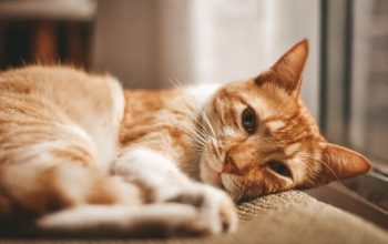 Ringworm pada Kucing, Penyebab Gejala dan Cara Mengatasinya Ringworm pada Kucing, Penyebab Gejala dan Cara Mengatasinya