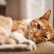 Ringworm pada Kucing, Penyebab Gejala dan Cara Mengatasinya