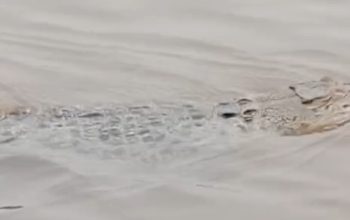 Kemunculan Buaya di Jalur Feri Kapuas Murung Bikin Warga Geger, Puluhan Tahun Tak Pernah Terjadi