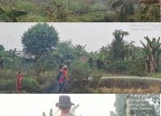 Kebakaran Lahan di Sekitar Dinas Pertanian Kapuas Berhasil Dipadamkan, Luas 510 Meter Persegi