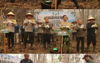 Pulihkan Lahan Bekas Terbakar, Polda Kalteng Wujudkan Green Policing Dengan Tanam 500 Bibit Pohon Belangiran Pulihkan Lahan Bekas Terbakar, Polda Kalteng Wujudkan Green Policing Dengan Tanam 500 Bibit Pohon Belangiran